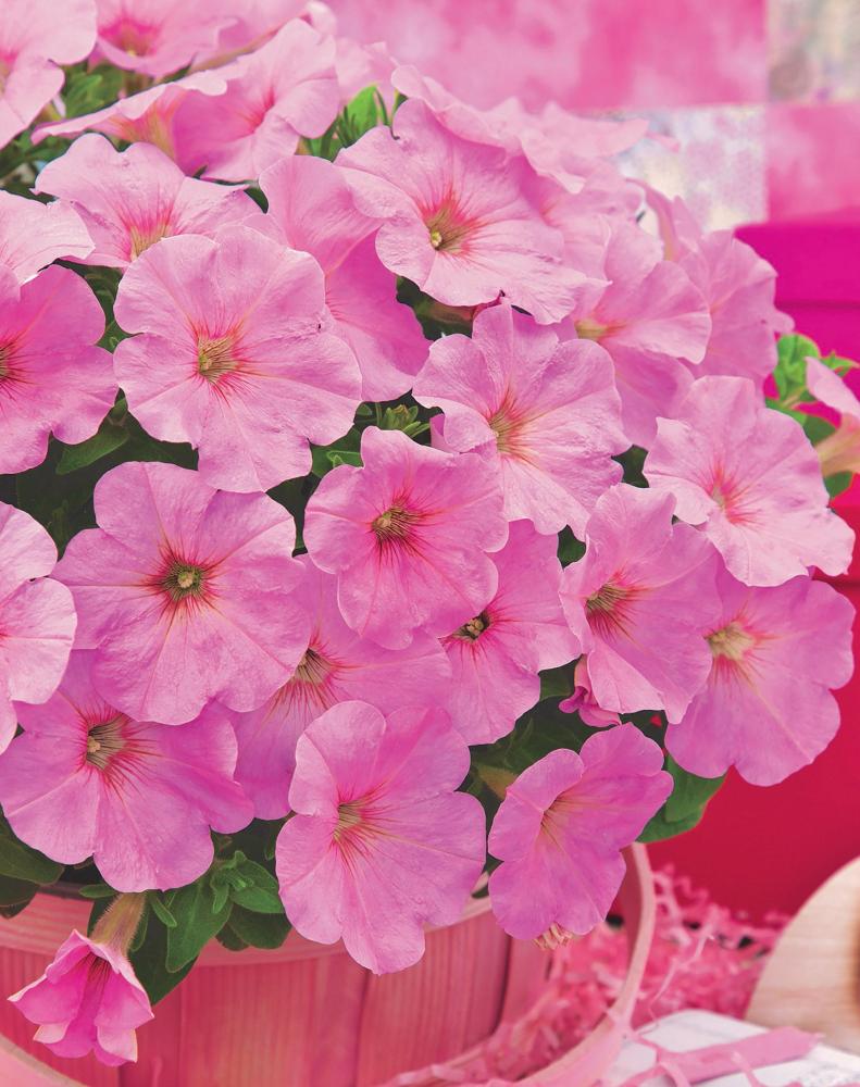Petunia, Trilogy Pink Lips Packet