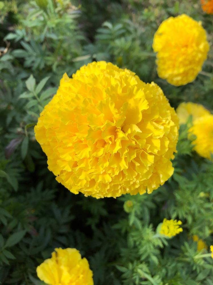 Marigold, Coco Yellow Packet