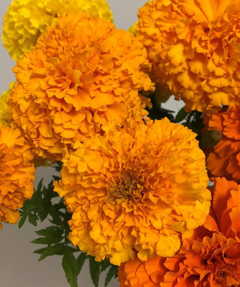 Marigold, Coco Gold Packet