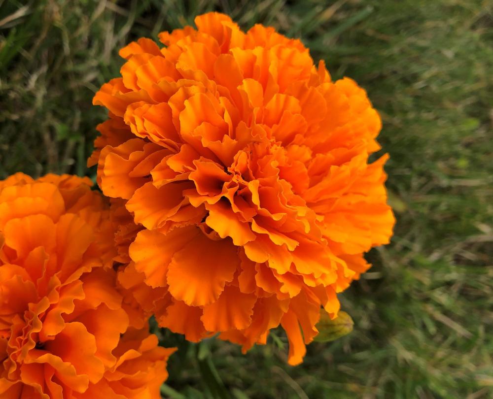 Marigold, Coco Deep Orange Packet