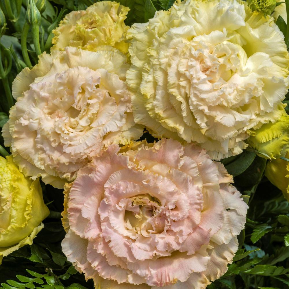 Lisianthus, Voyage Champagne Packet