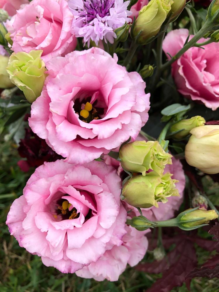 Lisianthus, Jolly Pink Packet