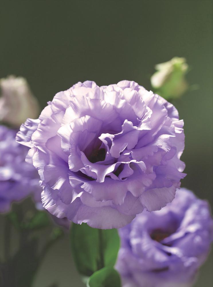 Lisianthus, Corelli Lavender Packet