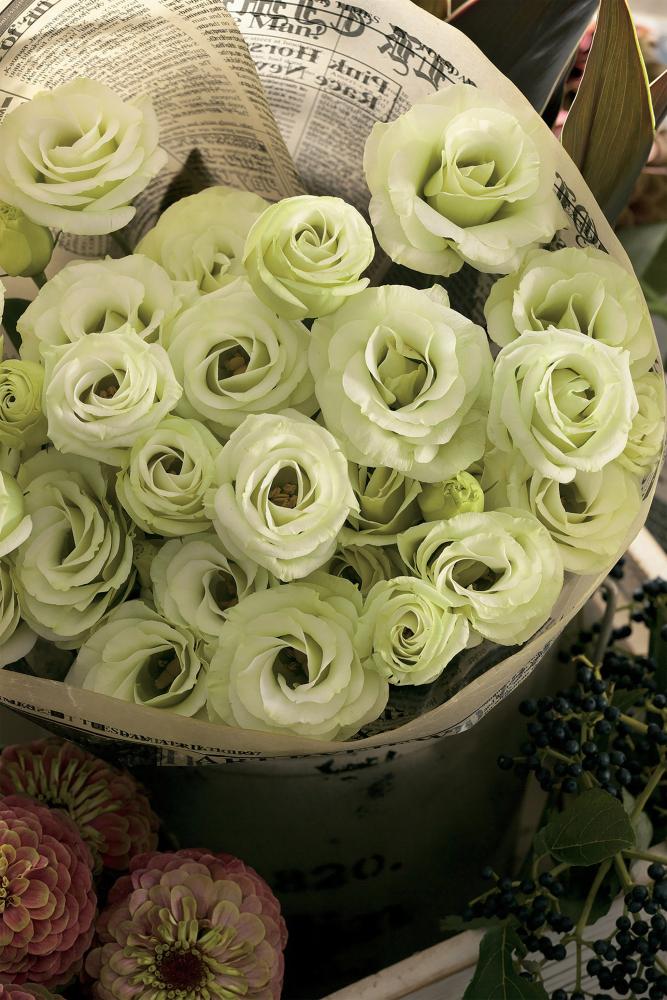 Lisianthus, Croma Green Packet