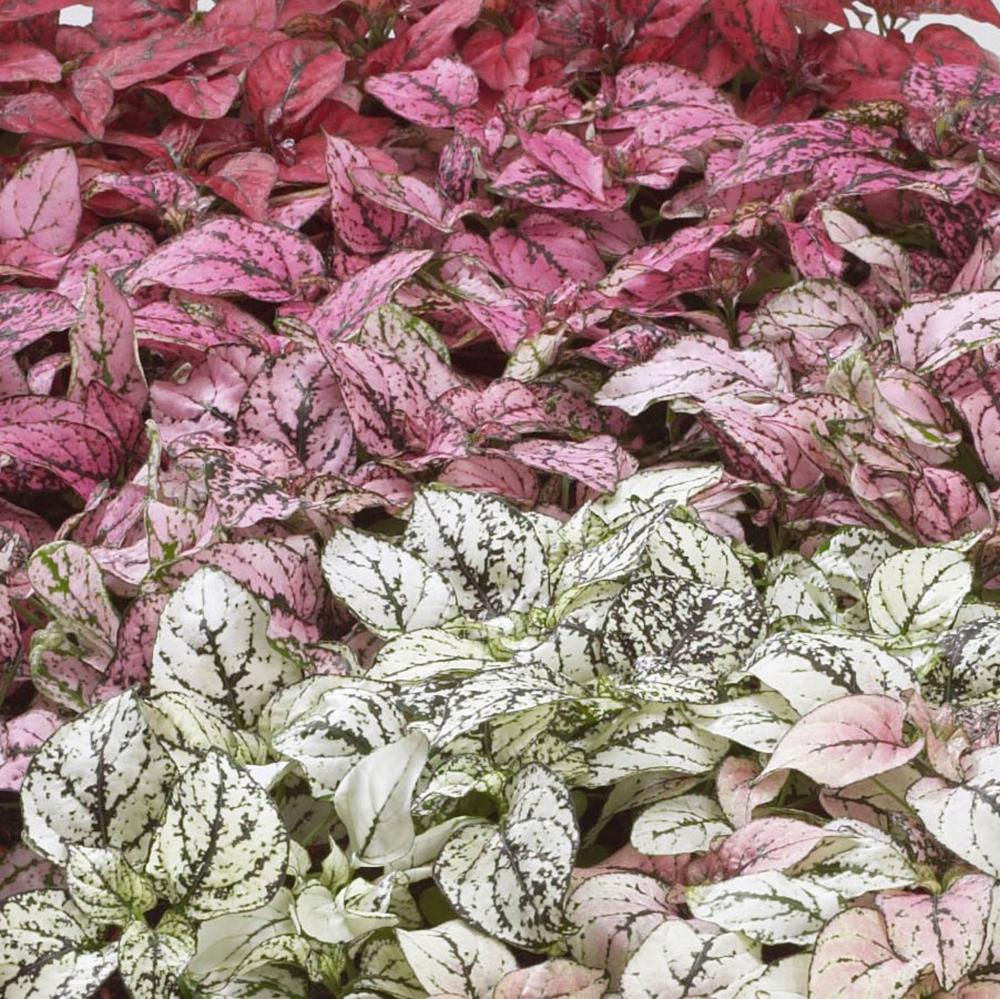 Hypoestes, Confetti Mix Packet