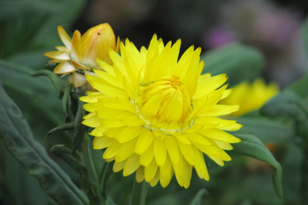 Helichrysum, Swiss Giants Lemon Yellow Packet