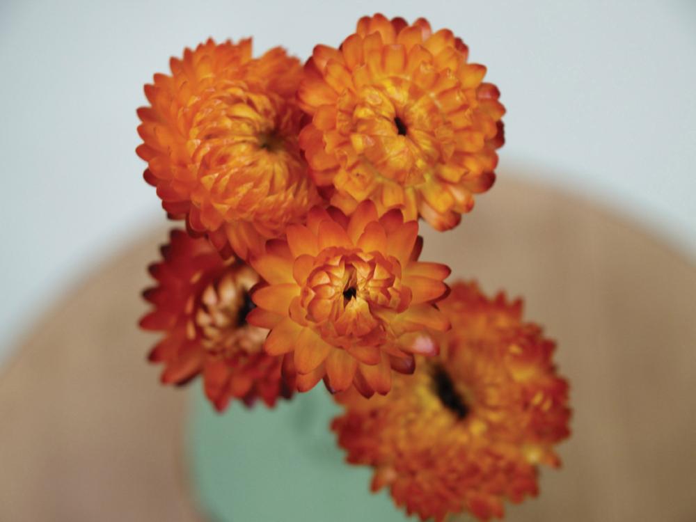 Helichrysum, Swiss Giants Orange Packet