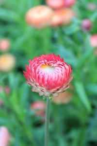 Helichrysum, Swiss Giants Apricot-Salmon Packet