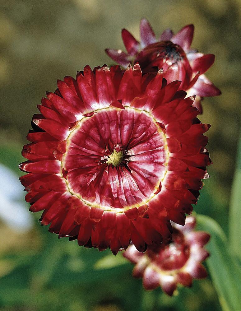 Helichrysum, Swiss Giants Burgundy Packet