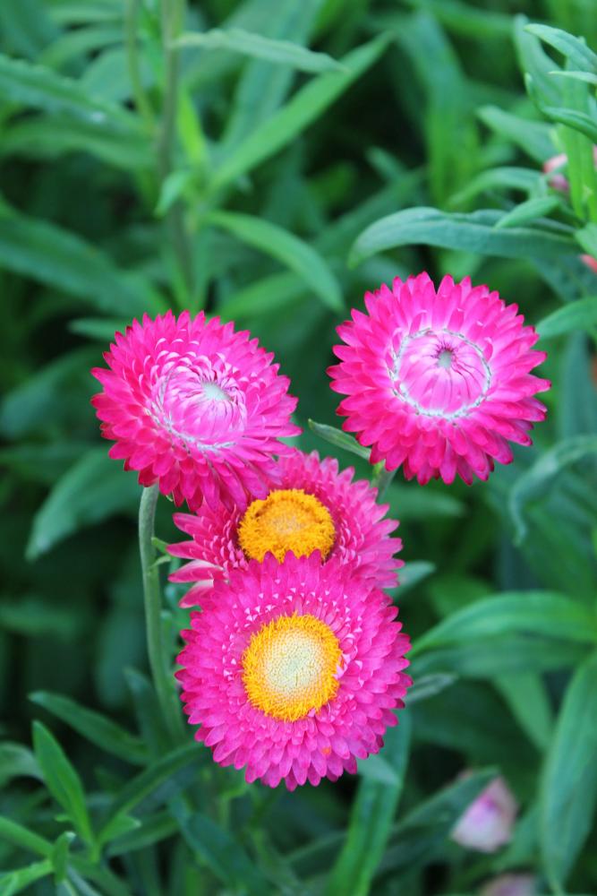 Helichrysum, Swiss Giants Bright Rose Packet