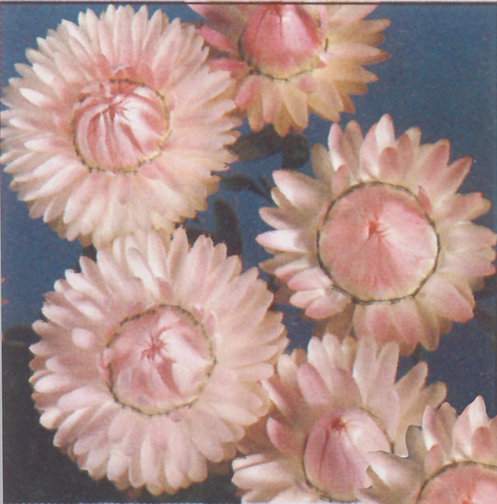 Helichrysum, Swiss Giants Silvery Rose Packet