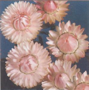 Helichrysum, Swiss Giants Silvery Rose Packet