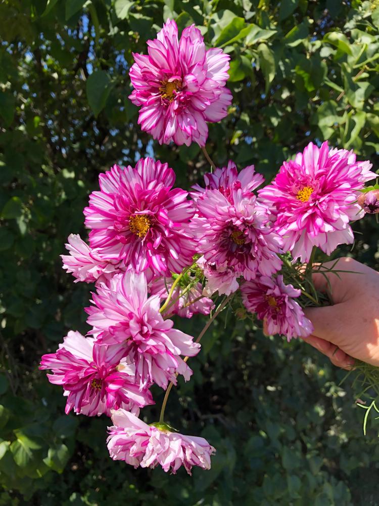 Cosmos, Violet Bicolour Packet