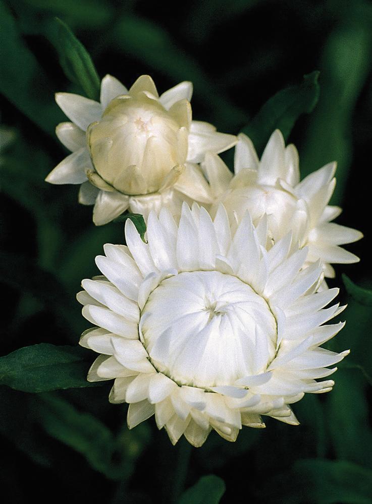 Helichrysum, Swiss Giants White Packet