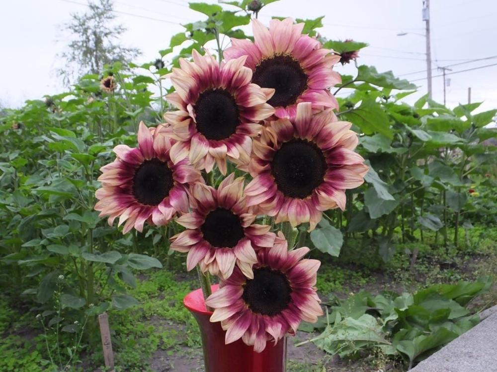 Sunflower, Procut Plum Packet