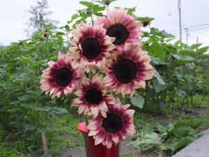 Sunflower, Procut Plum Packet