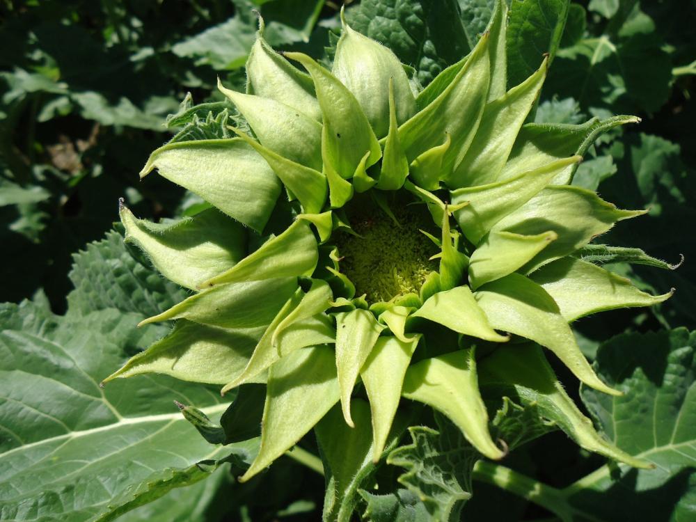Sunflower, Sunfill Green Packet