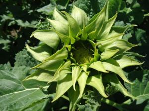 Sunflower, Sunfill Green Packet