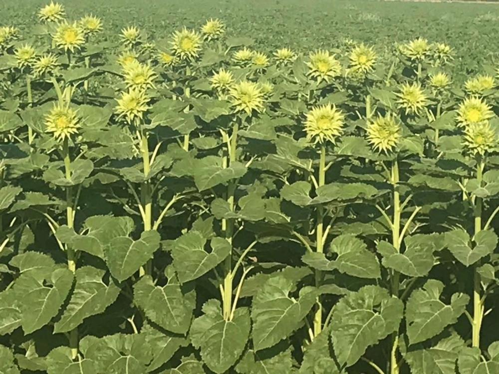 Sunflower, Sunfill Green Packet