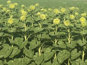 Sunflower, Sunfill Green Packet