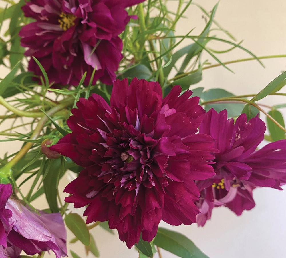 Cosmos, Cranberries Packet