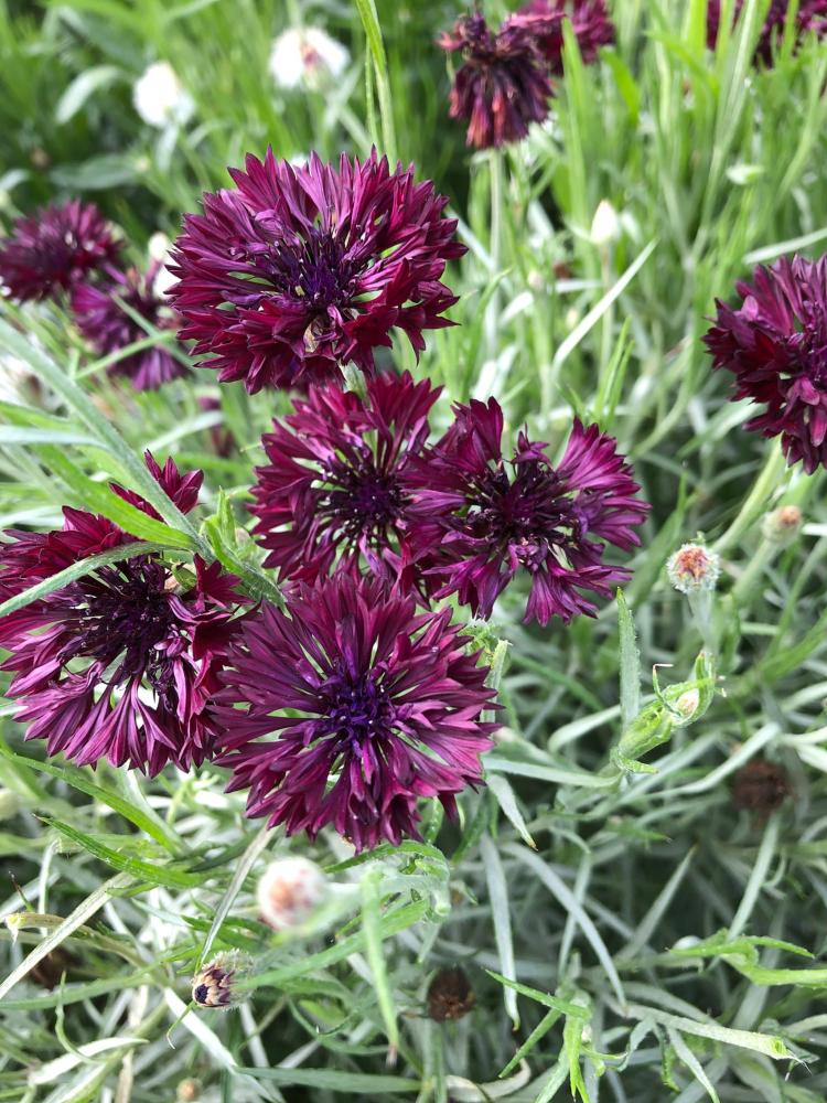 Centaurea, BlackBall Packet