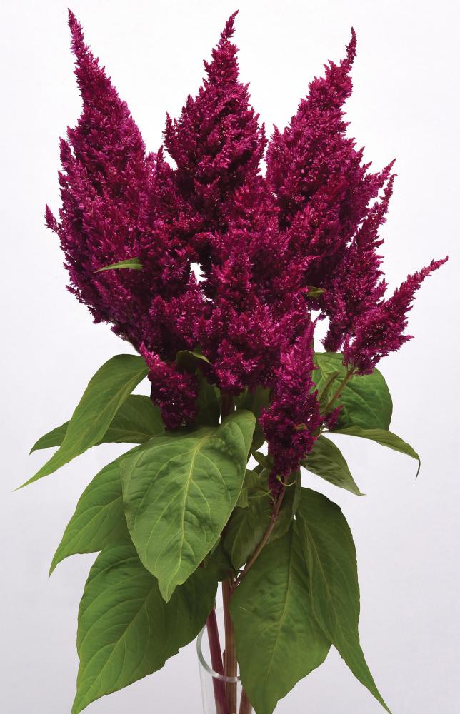 Celosia, Sunday Purple Packet