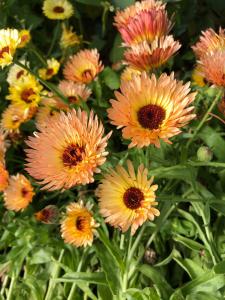 Calendula, Orange Flash Packet