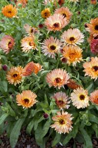 Calendula, Orange Flash Packet