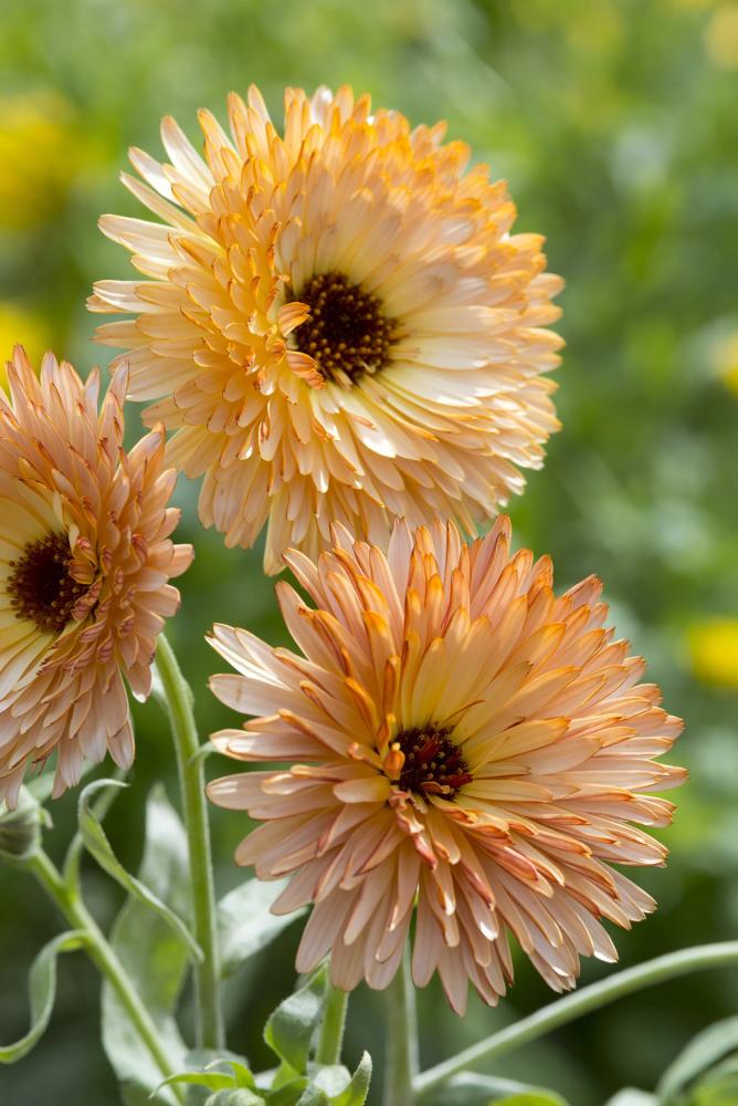 Calendula, Orange Flash Packet