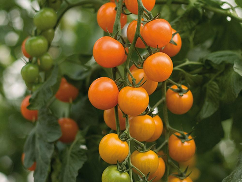 Tomato, Torinjina Hybrid Organic Packet