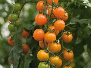 Tomato, Torinjina Hybrid Organic Packet
