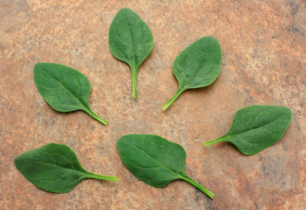 Spinach, Riverside Hybrid Packet
