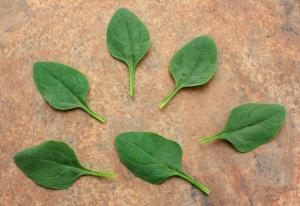 Spinach, Riverside Hybrid Packet