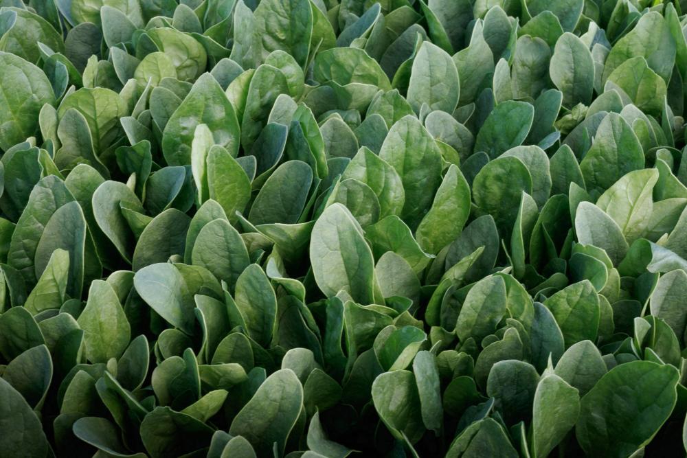 Spinach, Riverside Hybrid Packet