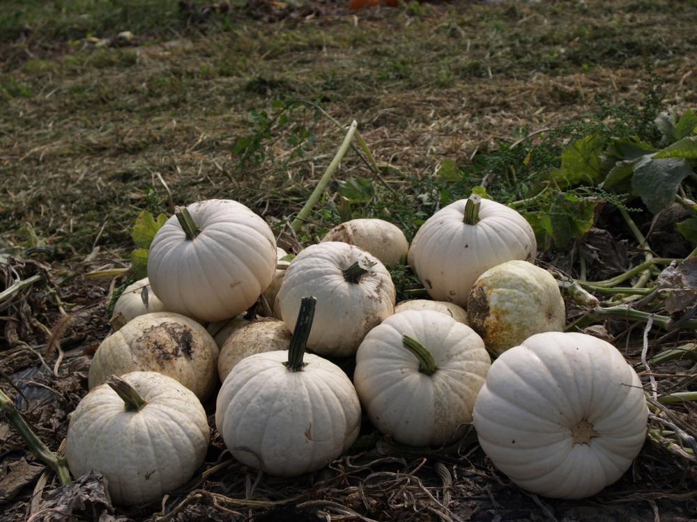 Pumpkin, Blanco Hybrid Packet