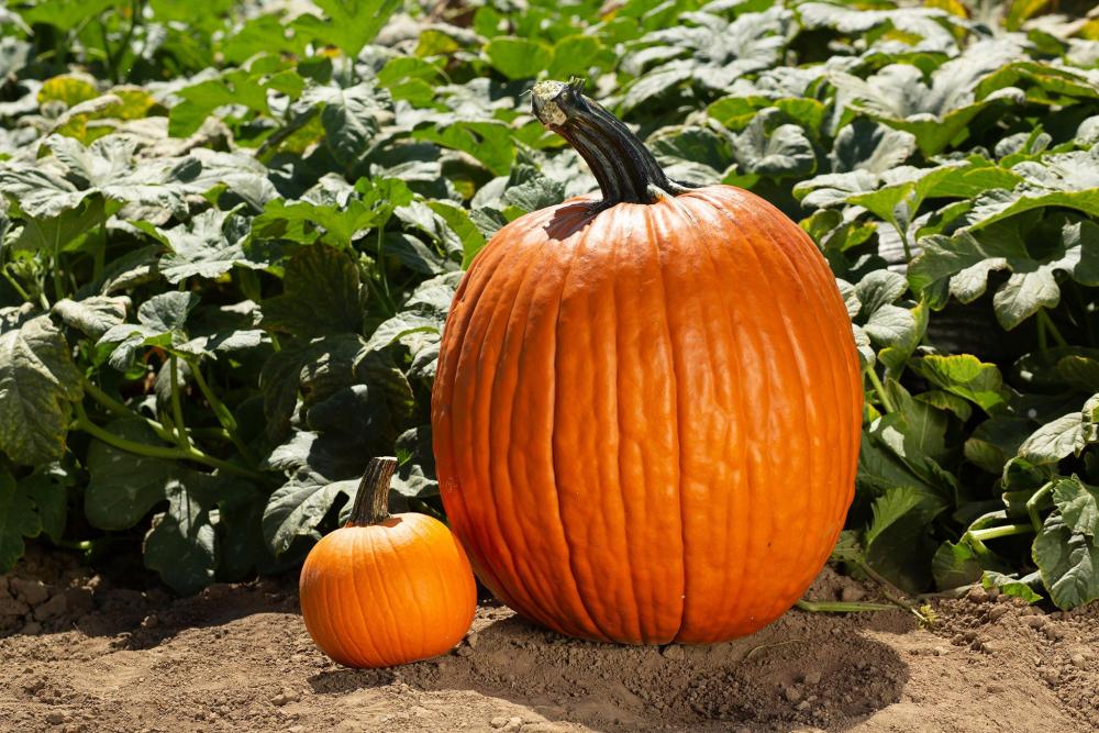 Pumpkin, Large Marge Hybrid Packet