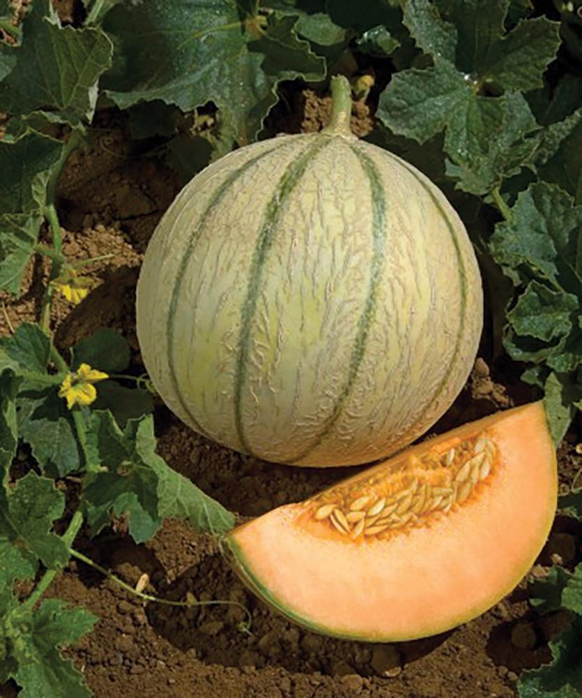 Melons, Stellio Hybrid Packet