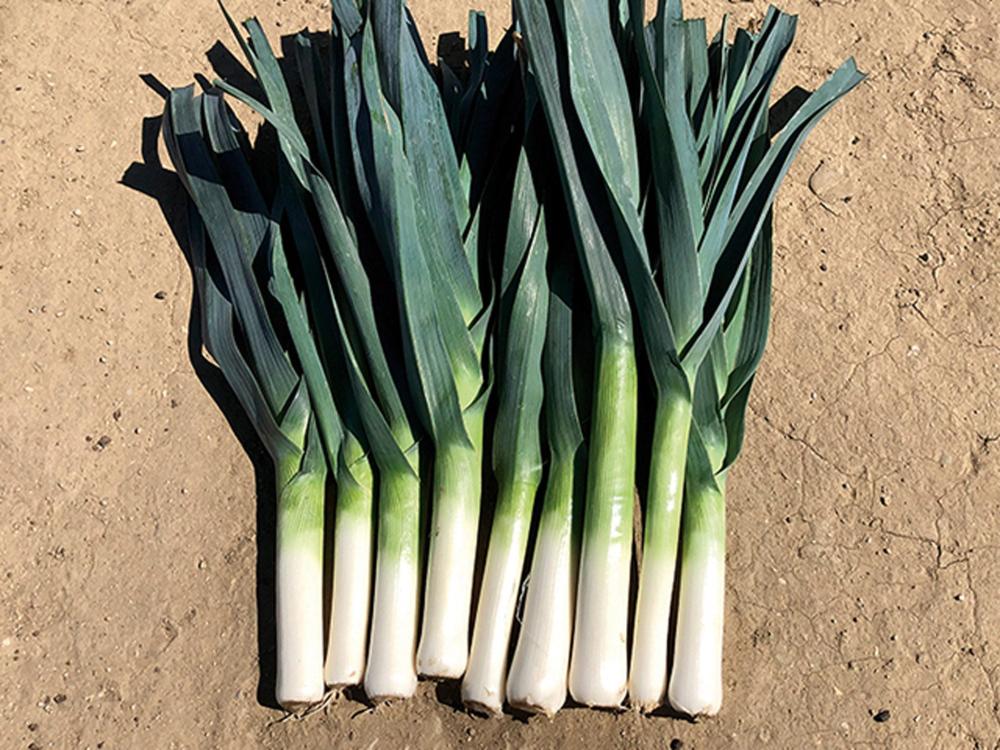 Commanche Hybrid Organic Packet