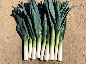 Commanche Hybrid Organic Packet