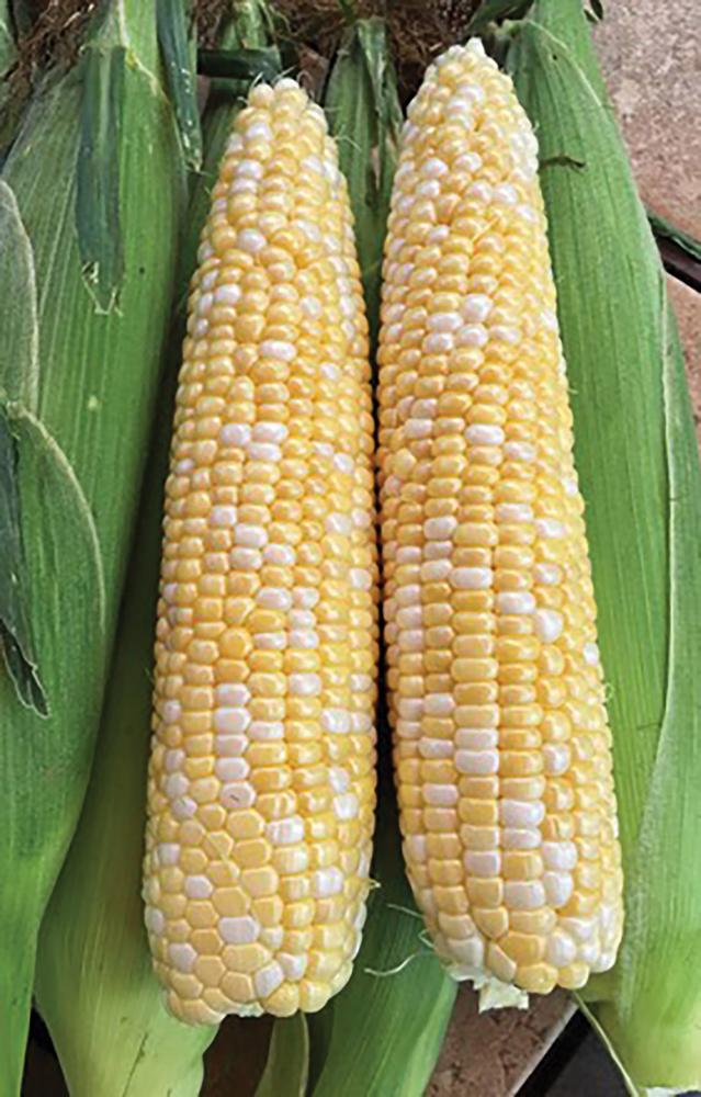 Corn, Progresssion Hybrid Packet