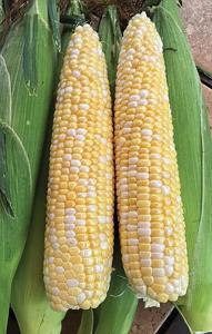 Corn, Progresssion Hybrid Packet
