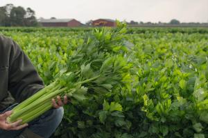 Celery, Merengo Hybrid Organic Packet