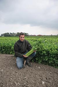 Celery, Merengo Hybrid Organic Packet