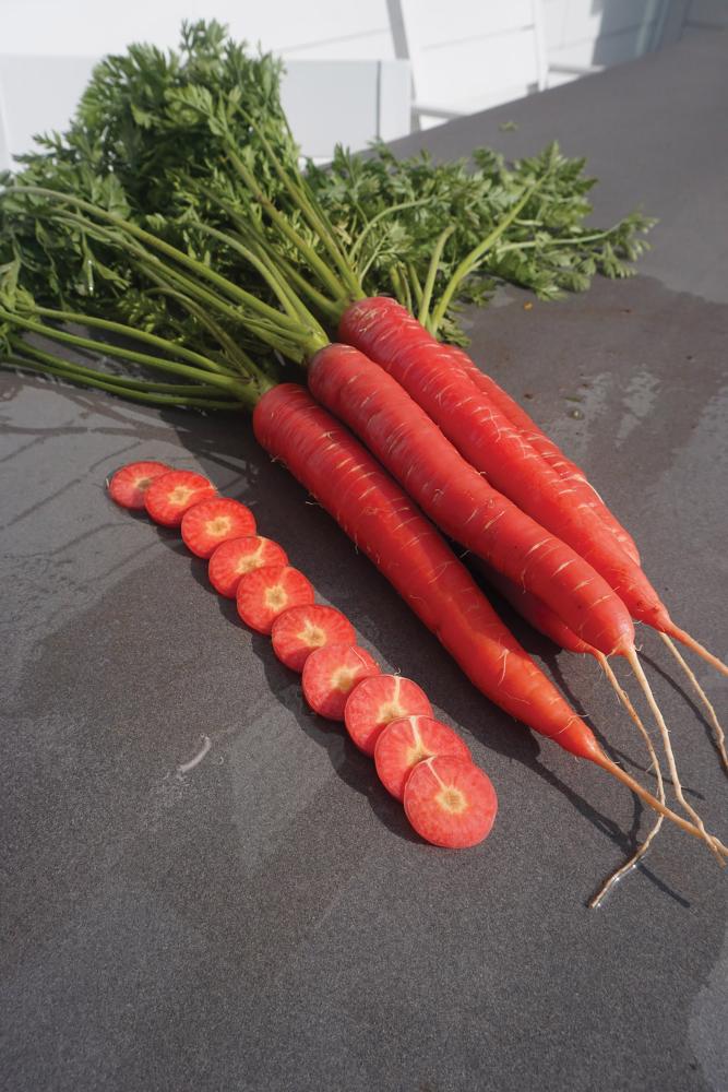 Carrots, RedSun Hybrid Packet