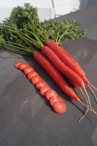 Carrots, RedSun Hybrid Packet