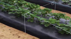 Row Covers, Loop Hoops: 10 10 hoops