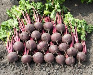 Beet, Boro Hybrid 25000 seeds