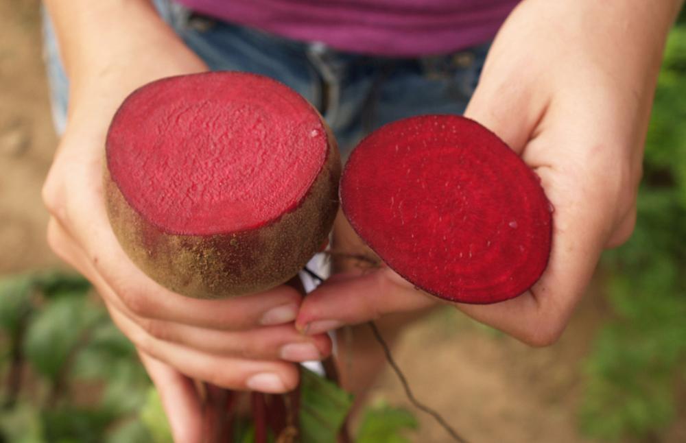 Beet, Boro Hybrid 25000 seeds