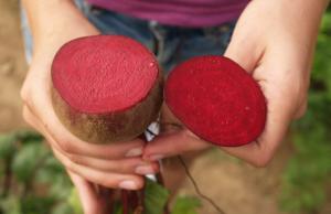 Beet, Boro Hybrid 25000 seeds
